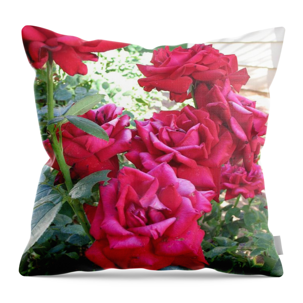 Photography Throw Pillow featuring the photograph Pink Roses by Chrisann Ellis