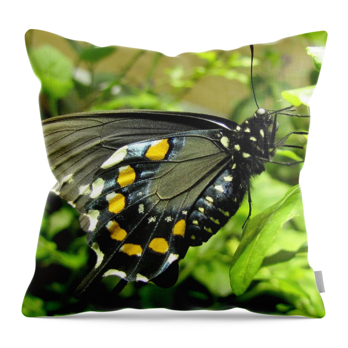 Butterfly Throw Pillow featuring the photograph Pipevine Swallowtail by Jennifer Wheatley Wolf