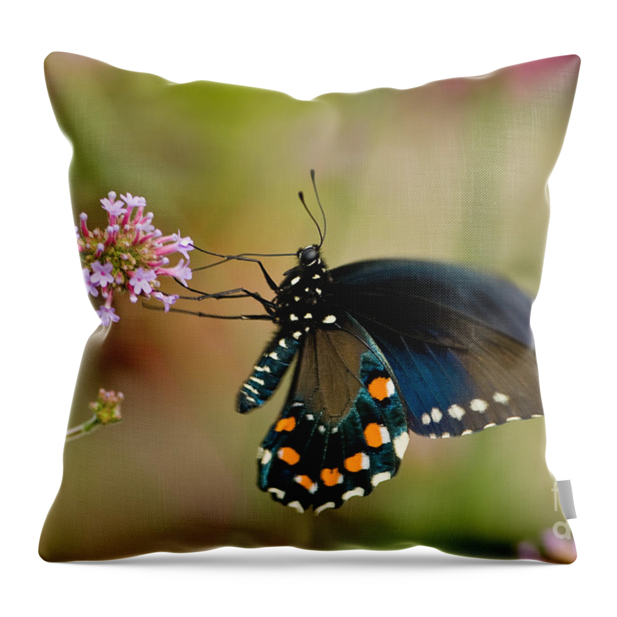 Battus Philenor Throw Pillow featuring the photograph Pipevine Swallowtail by Oscar Gutierrez