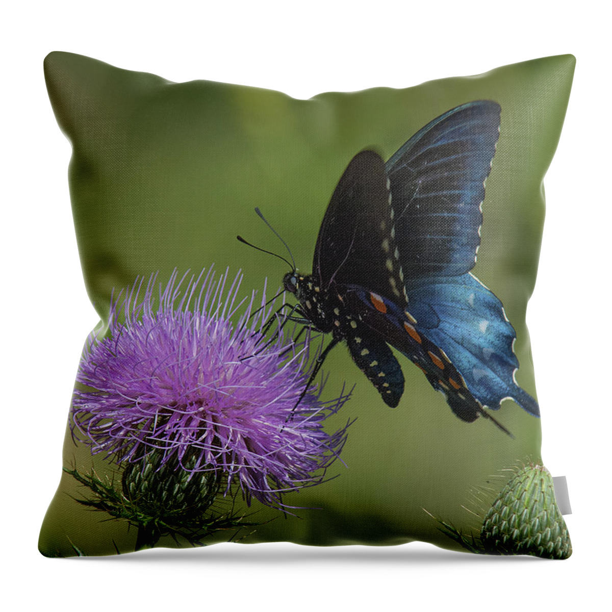 Nature Throw Pillow featuring the photograph Pipevine Swallowtail Visiting Field Thistle DIN158 by Gerry Gantt