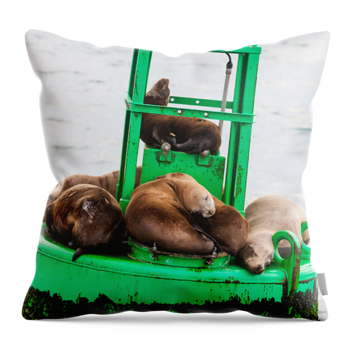 Seal Throw Pillow featuring the photograph Pit Stop by Scott Campbell