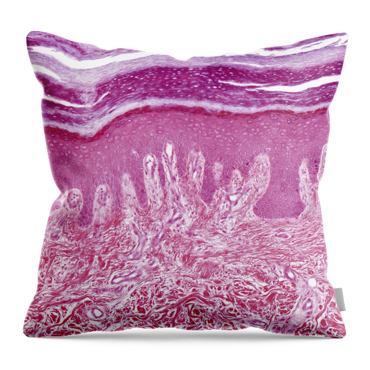 Skin Throw Pillow featuring the photograph Plantar Skin, Lm by Alvin Telser