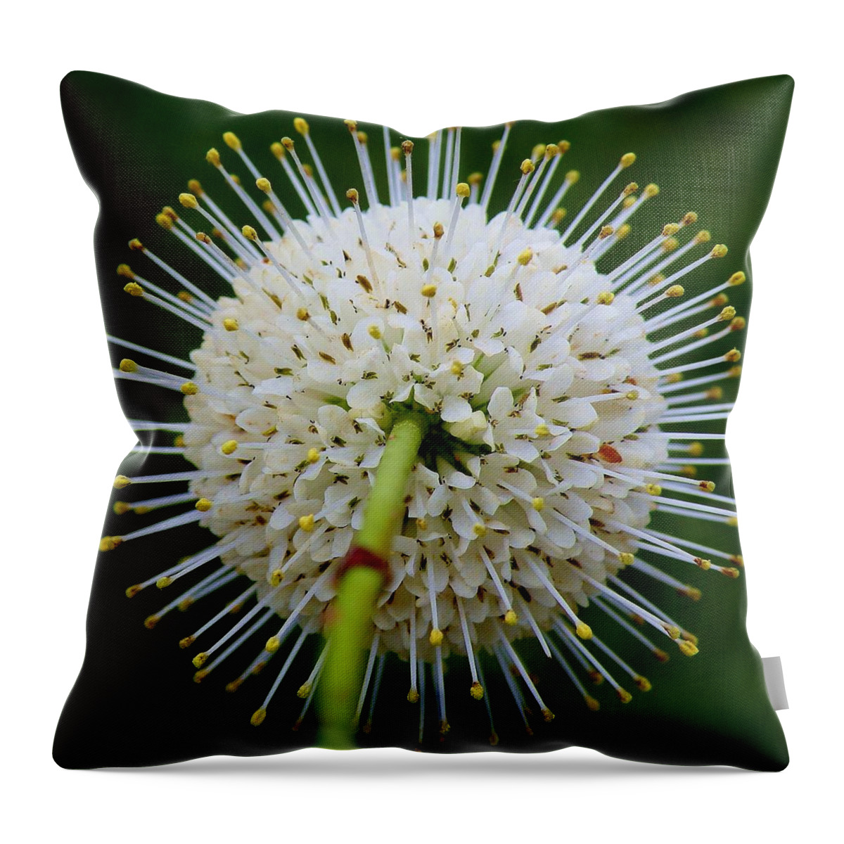Buttonwood Throw Pillow featuring the photograph Platanus occidentalis by Christopher Perez