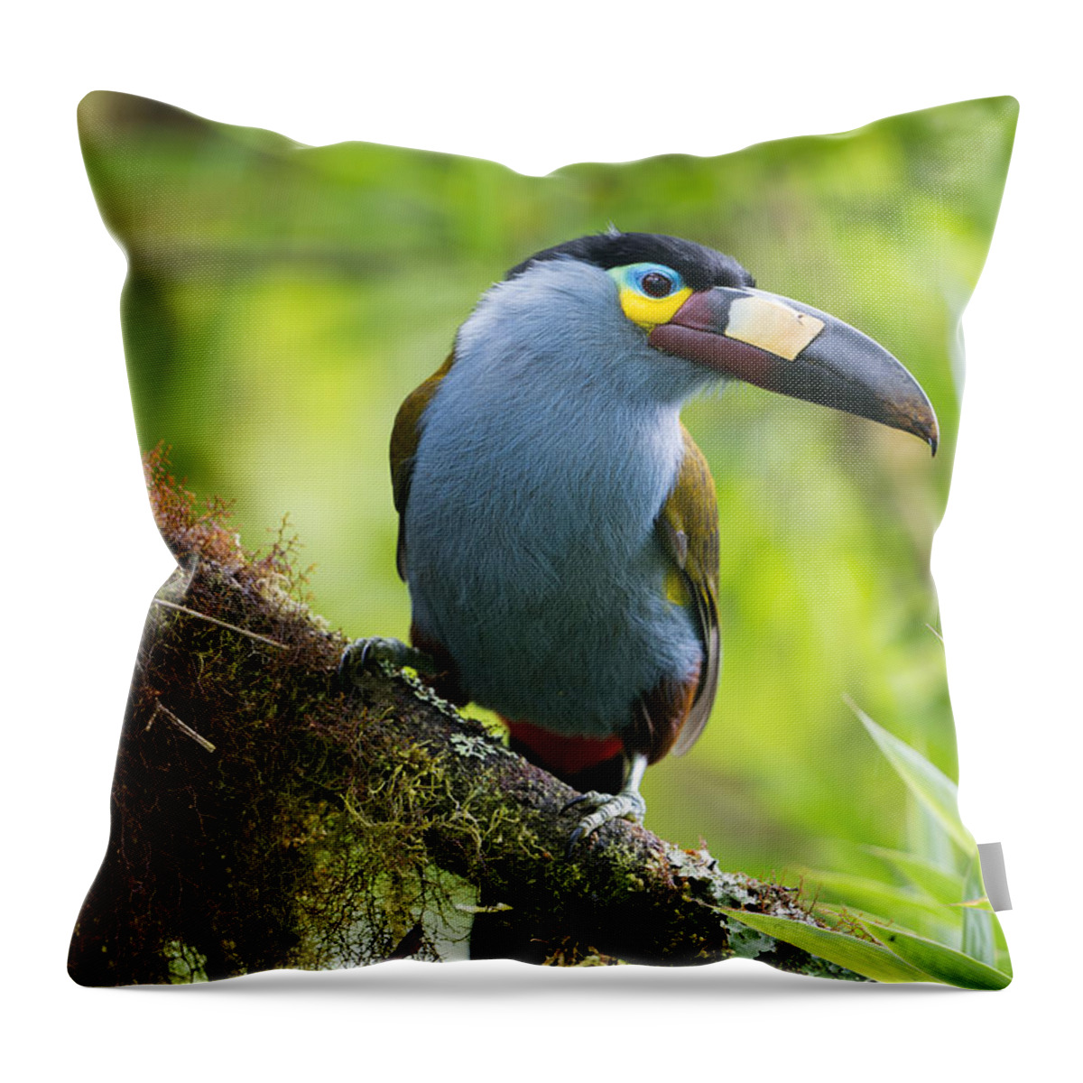 Tui De Roy Throw Pillow featuring the photograph Plate-billed Mountain-toucan Bellavista by Tui De Roy