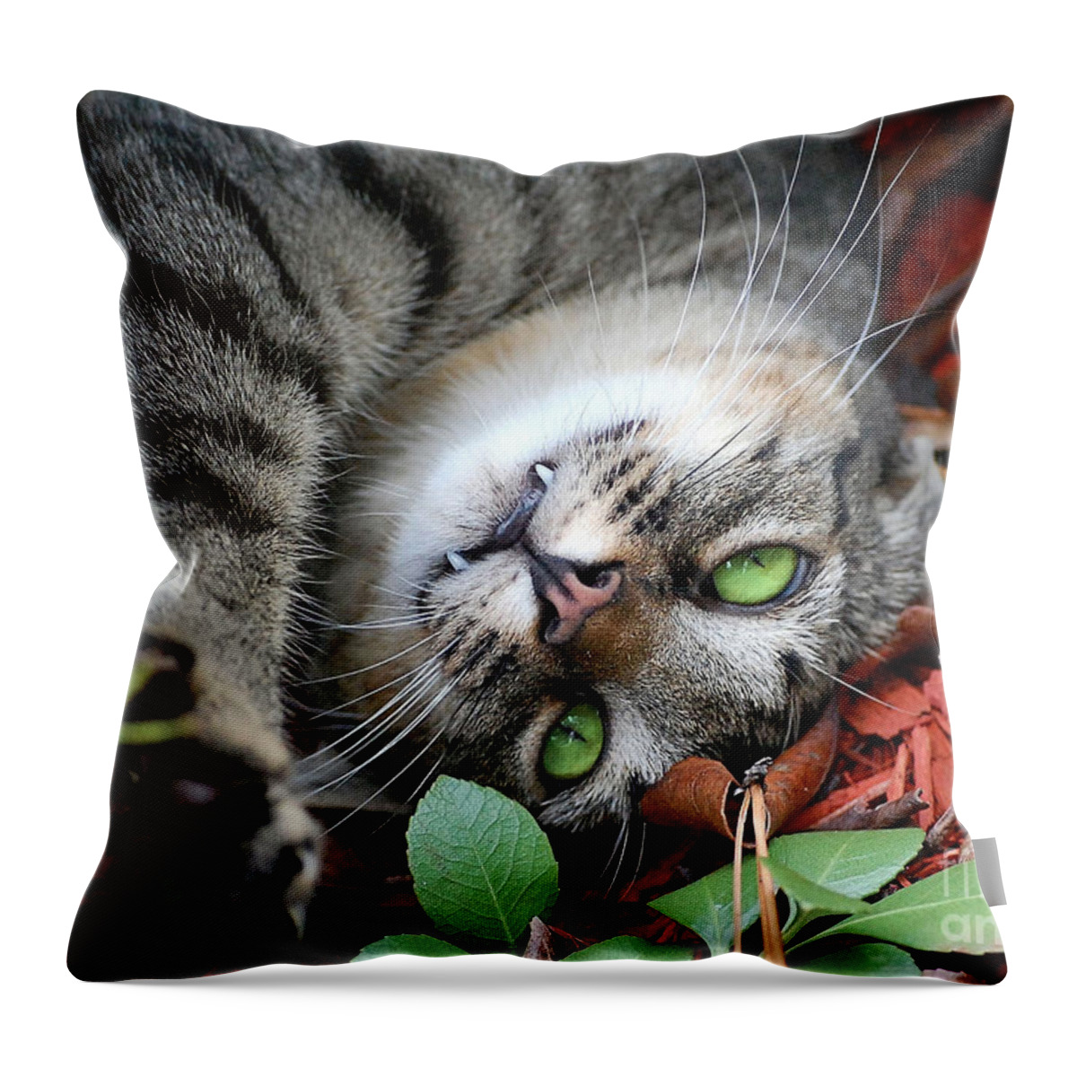 Animals Throw Pillow featuring the photograph Playtime by Kathy Baccari