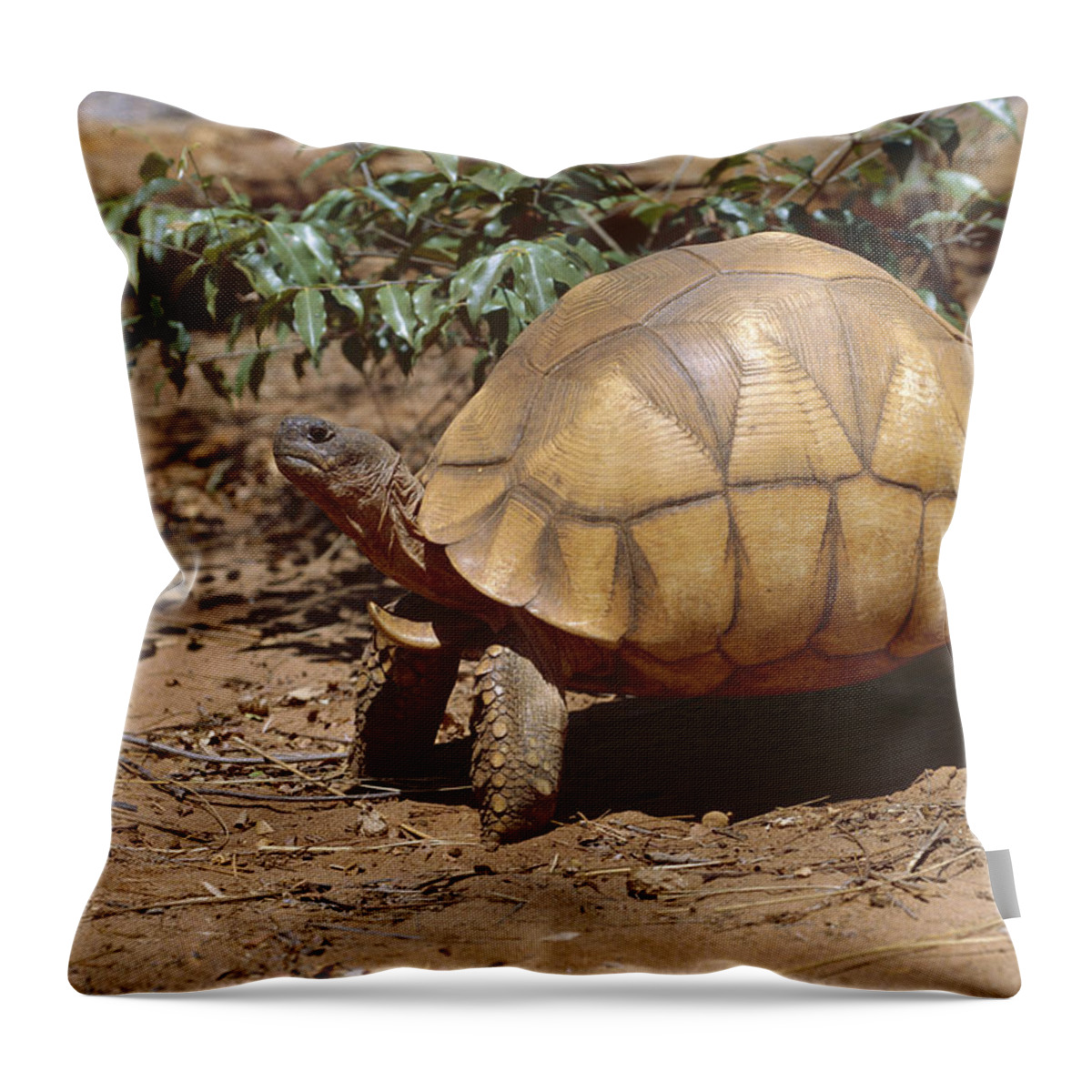 Feb0514 Throw Pillow featuring the photograph Ploughshare Tortoise Portrait by Konrad Wothe