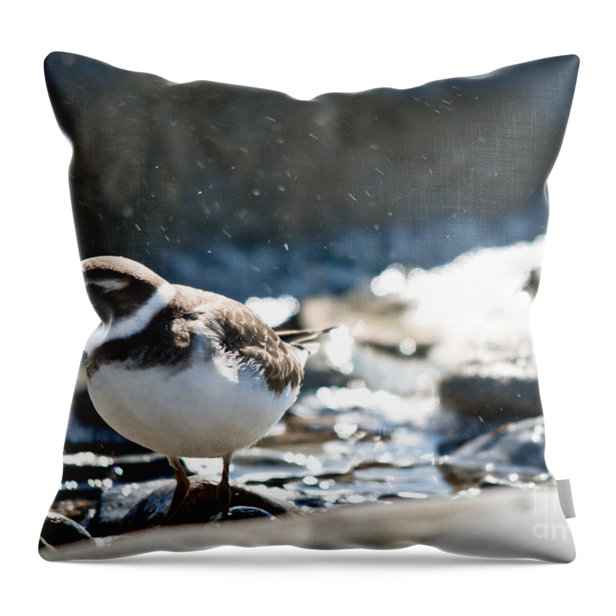  Throw Pillow featuring the photograph Plover in the water spray by Cheryl Baxter