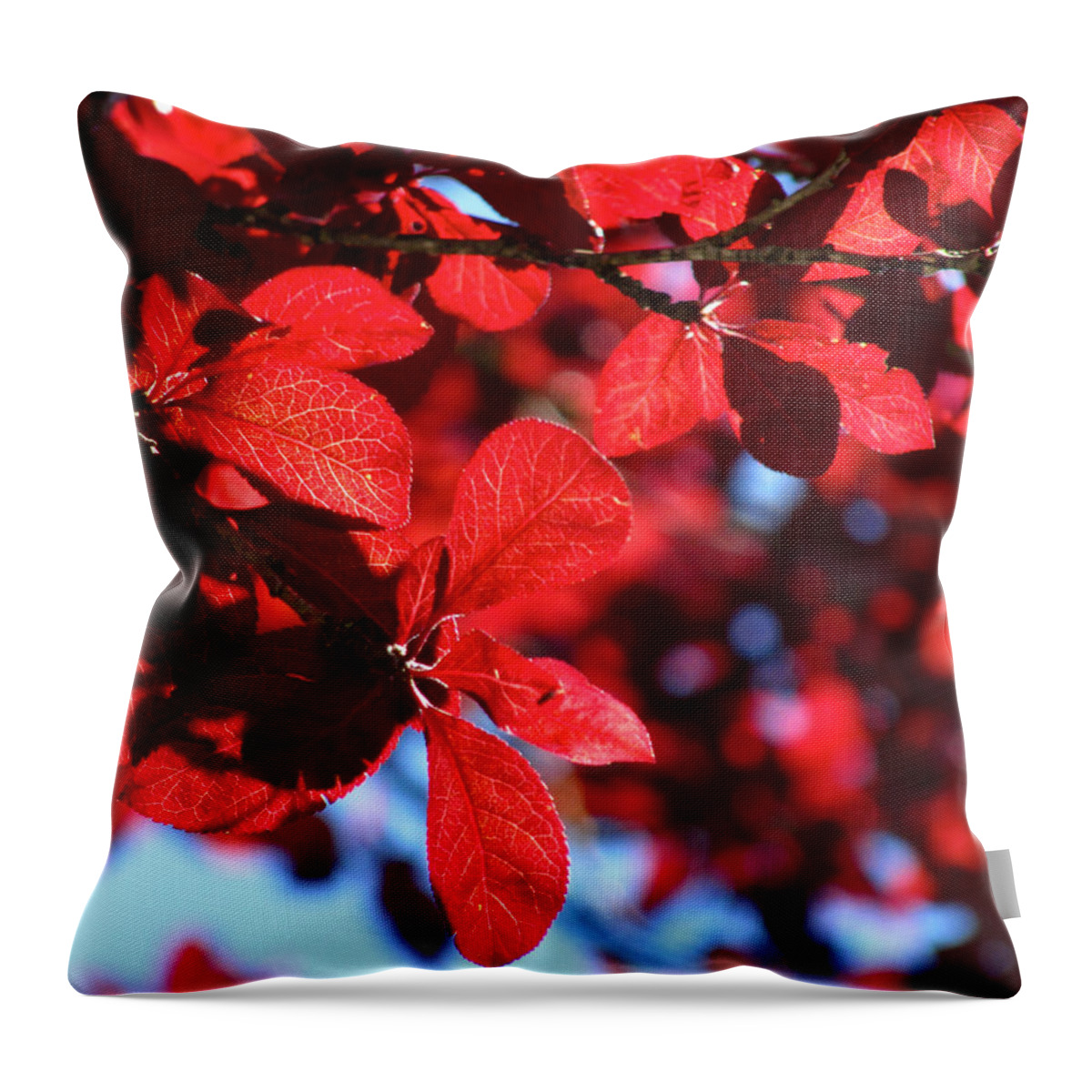 Cml Brown Throw Pillow featuring the photograph Plum Tree Cloudy Blue Sky 2 by CML Brown