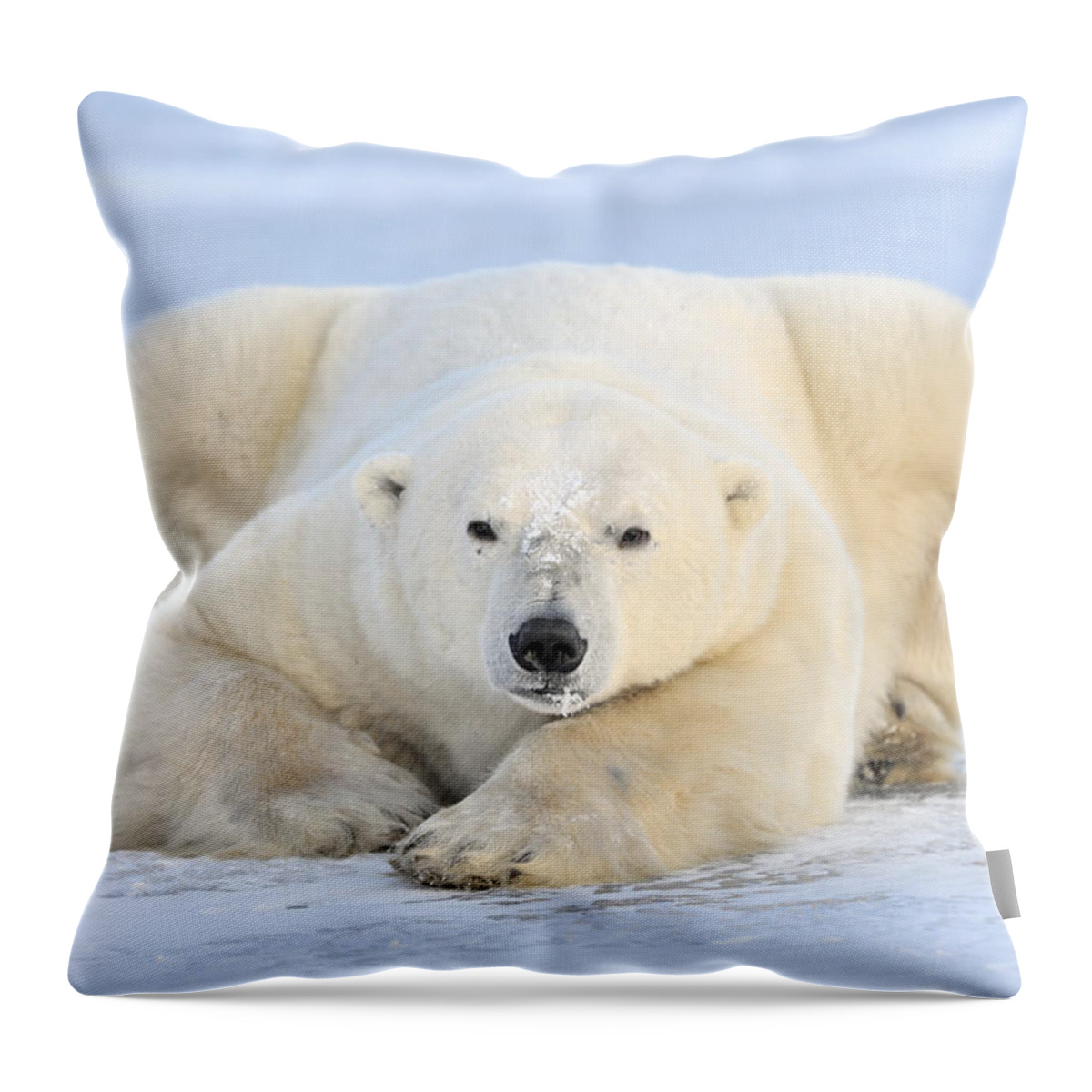 Nis Throw Pillow featuring the photograph Polar Bear On Pack Ice Churchill by Andre Gilden