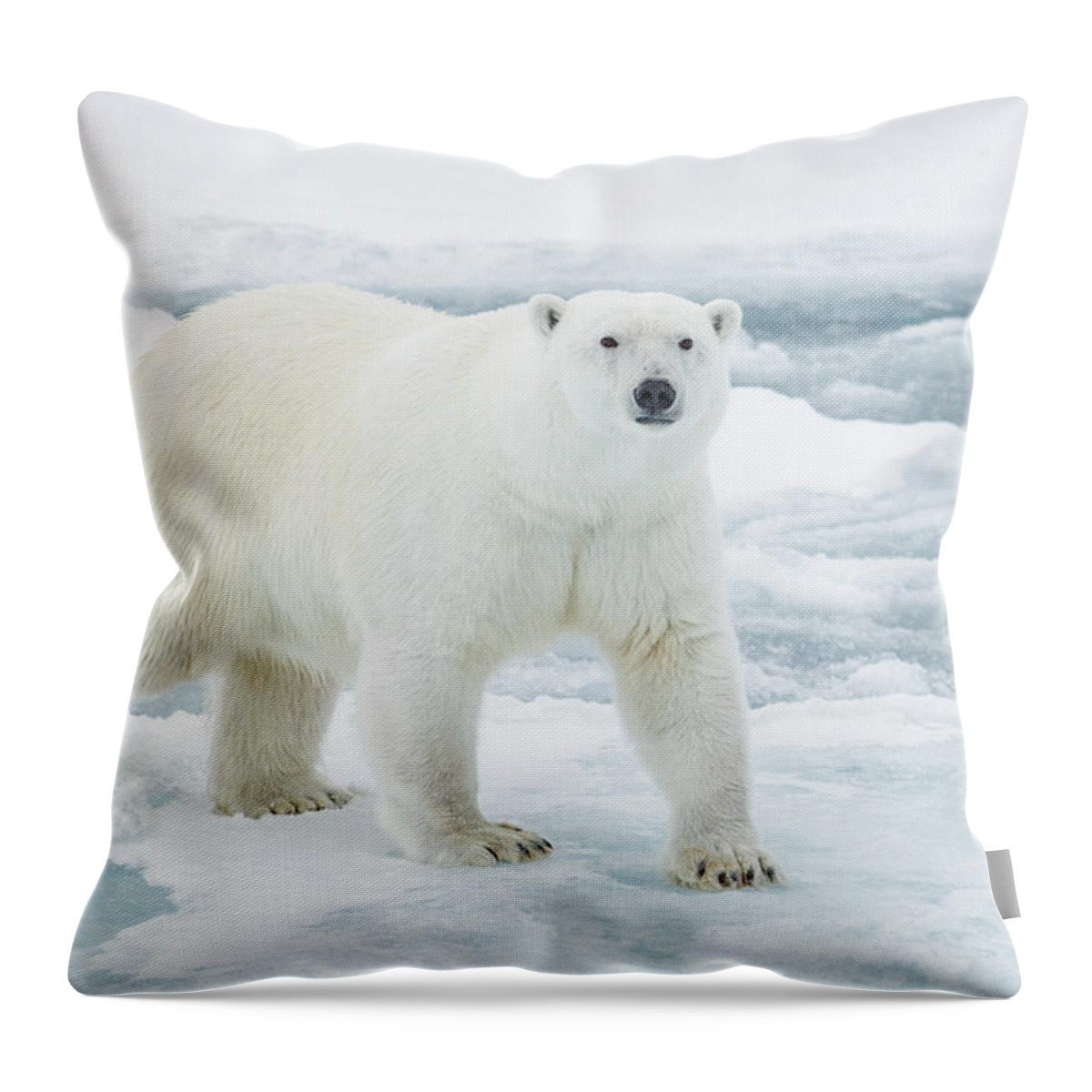Vertebrate Throw Pillow featuring the photograph Polar Bear On Pack Ice by Kencanning
