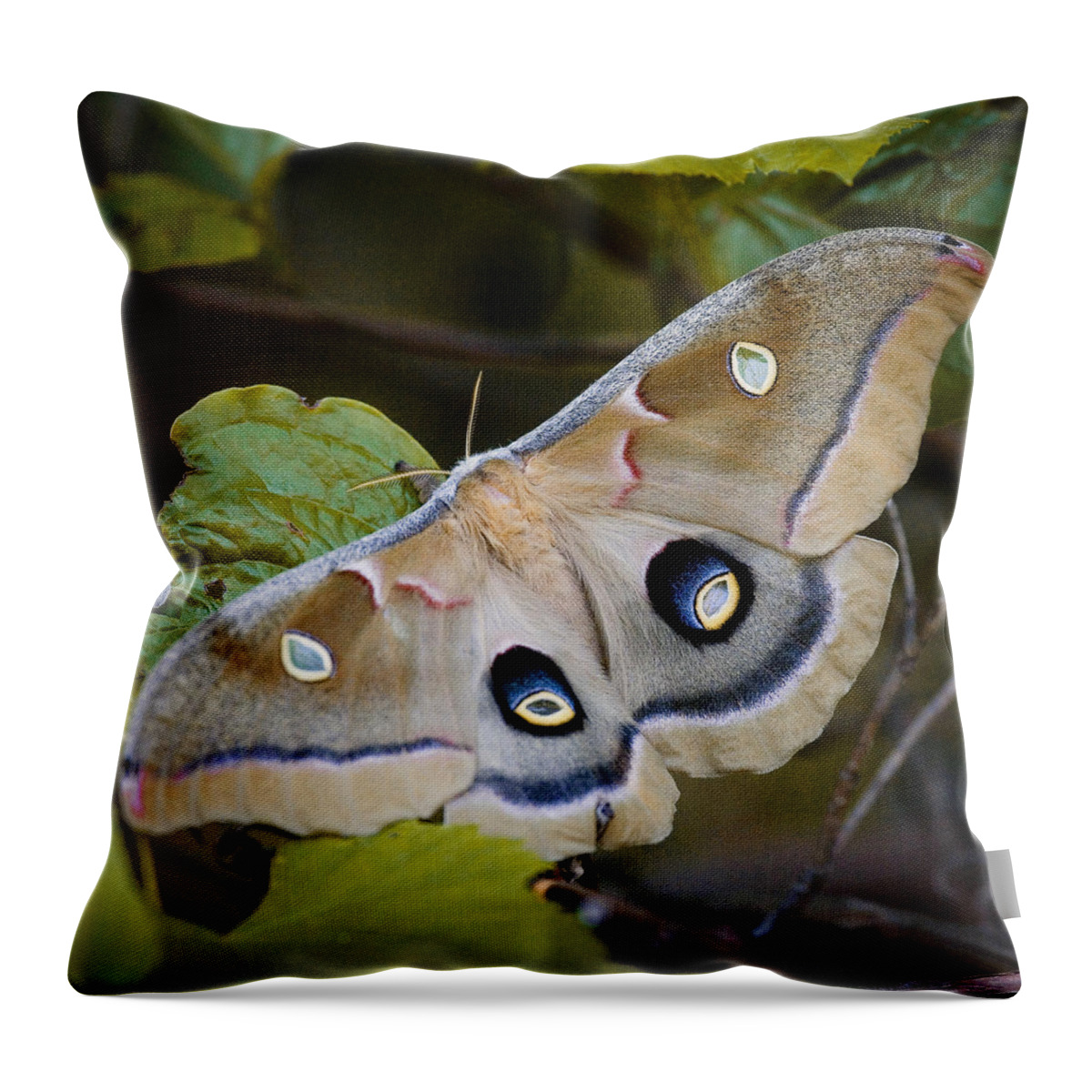 Moth Throw Pillow featuring the photograph Polyphemous Moth on Branch by Michael Dougherty