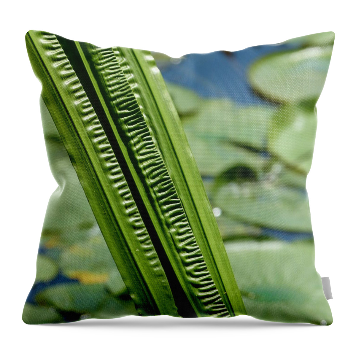 Reeds Throw Pillow featuring the photograph Pond Reeds by Jane Ford