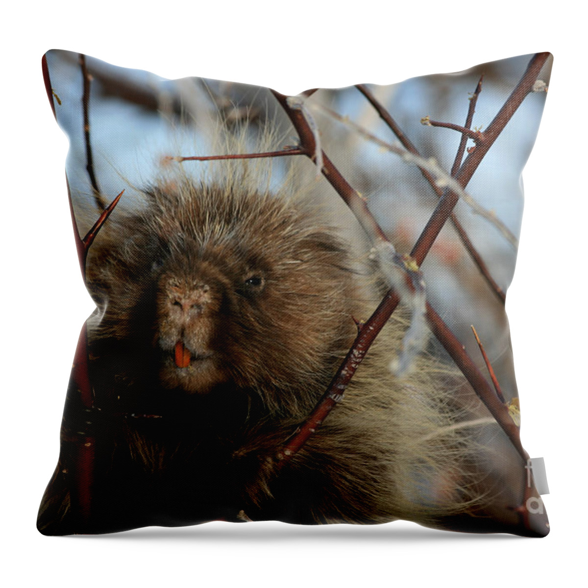 Porcupine Throw Pillow featuring the photograph Porcupine and Berries by Marty Fancy