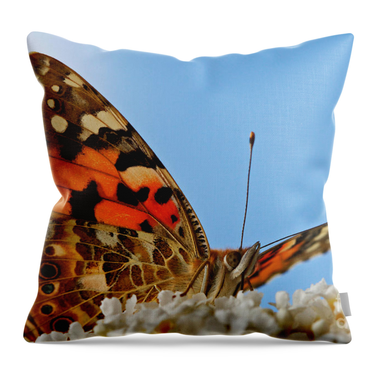 Portrait Throw Pillow featuring the photograph Portrait of a butterfly by Nick Biemans