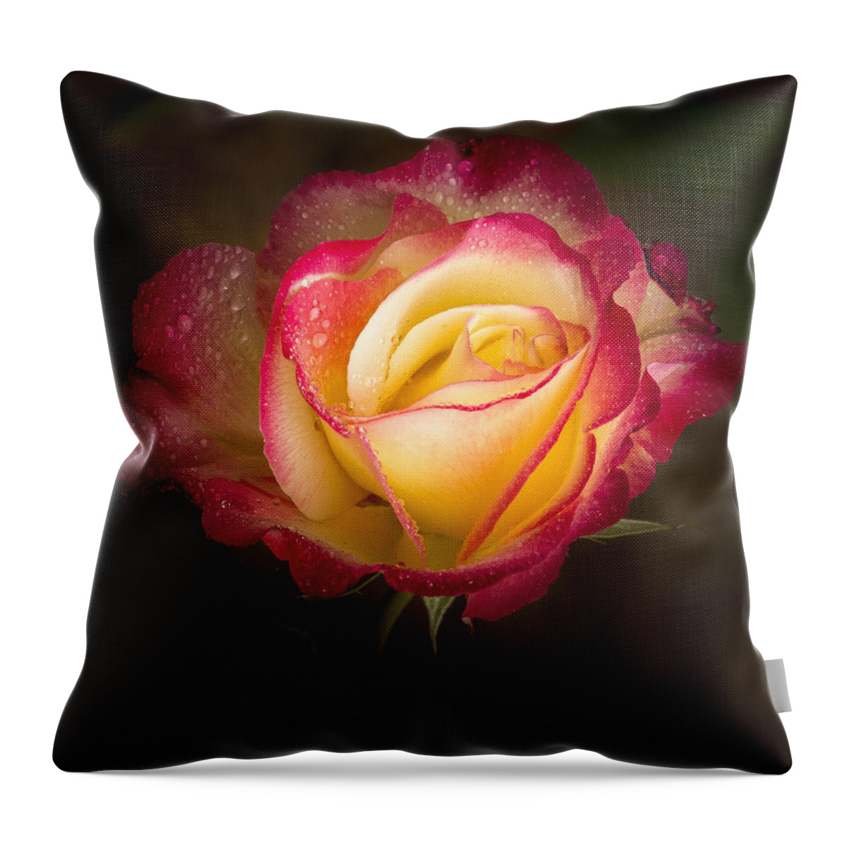 Single Rose Throw Pillow featuring the photograph Portrait of a Double Delight Rose by Jean Noren