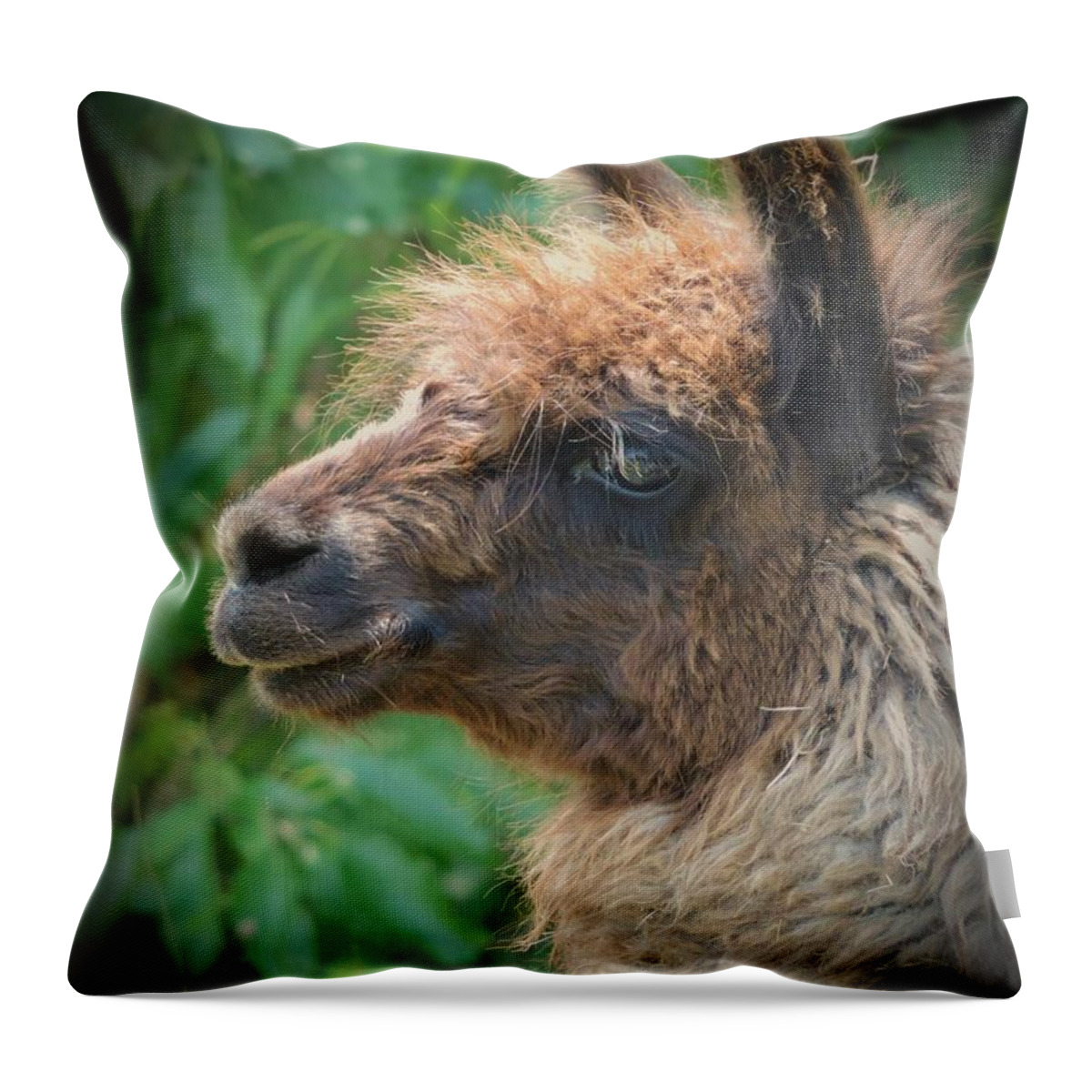 Llama Throw Pillow featuring the photograph Portrait Of A Llama by Robert ONeil