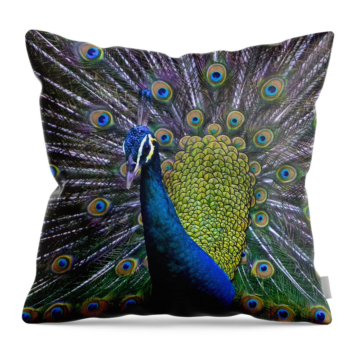 Pavo Throw Pillow featuring the photograph Portrait of a Peacock by Venetia Featherstone-Witty