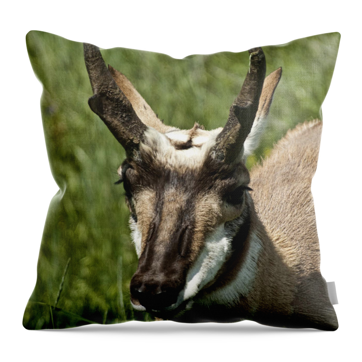 Antelope Throw Pillow featuring the photograph Portrait of a Pronghorn Antelope No. E0405 by Randall Nyhof