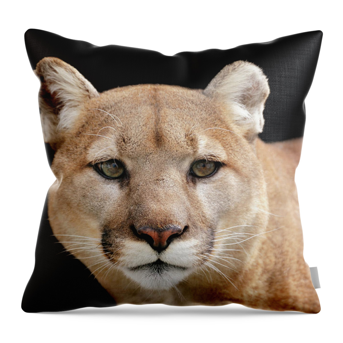 Big Cat Throw Pillow featuring the photograph Portrait Of A Puma Looking Beyond The by Freder