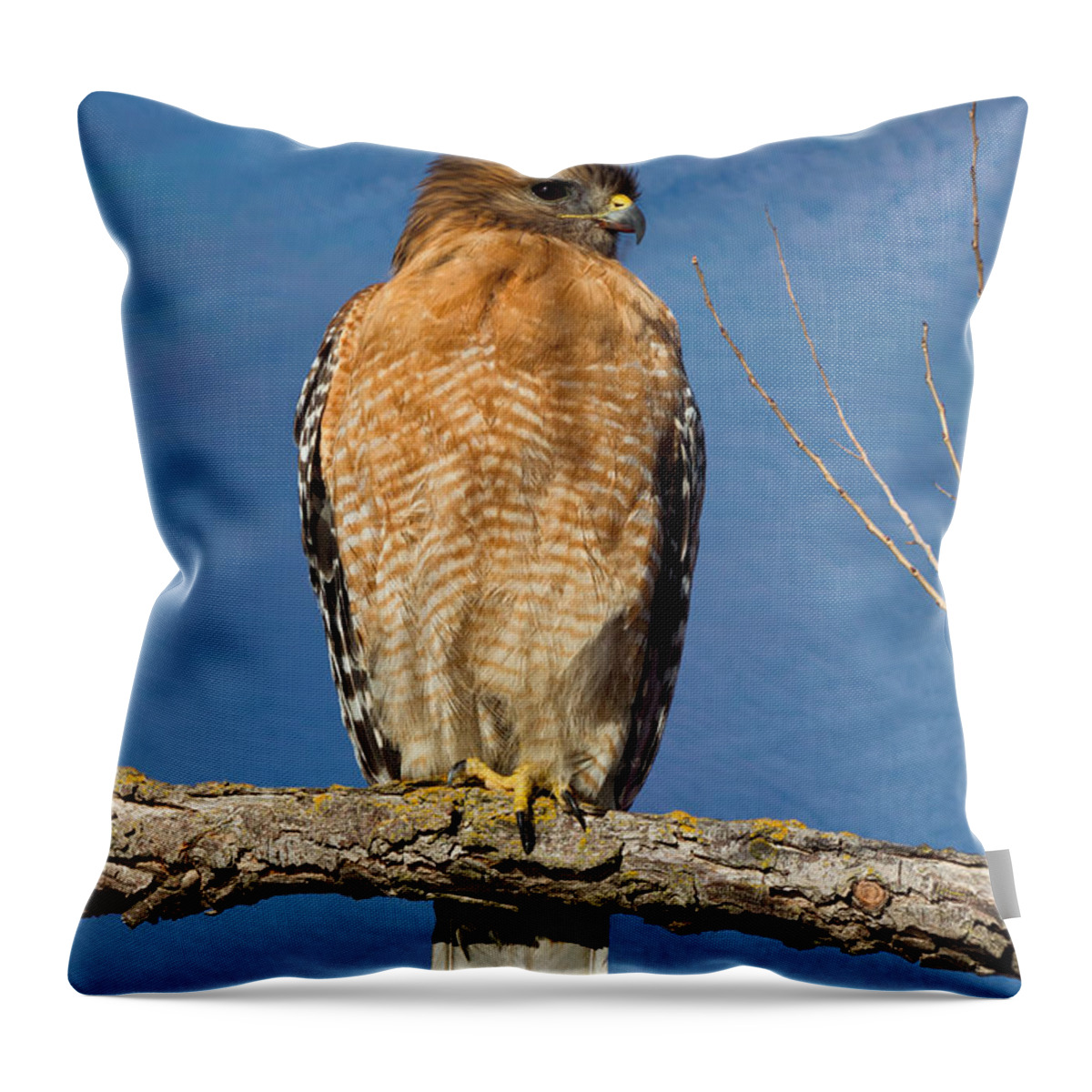 Portrait Of A Red-shouldered Hawk Throw Pillow featuring the photograph Portrait of a Red-Shouldered Hawk by Kathleen Bishop