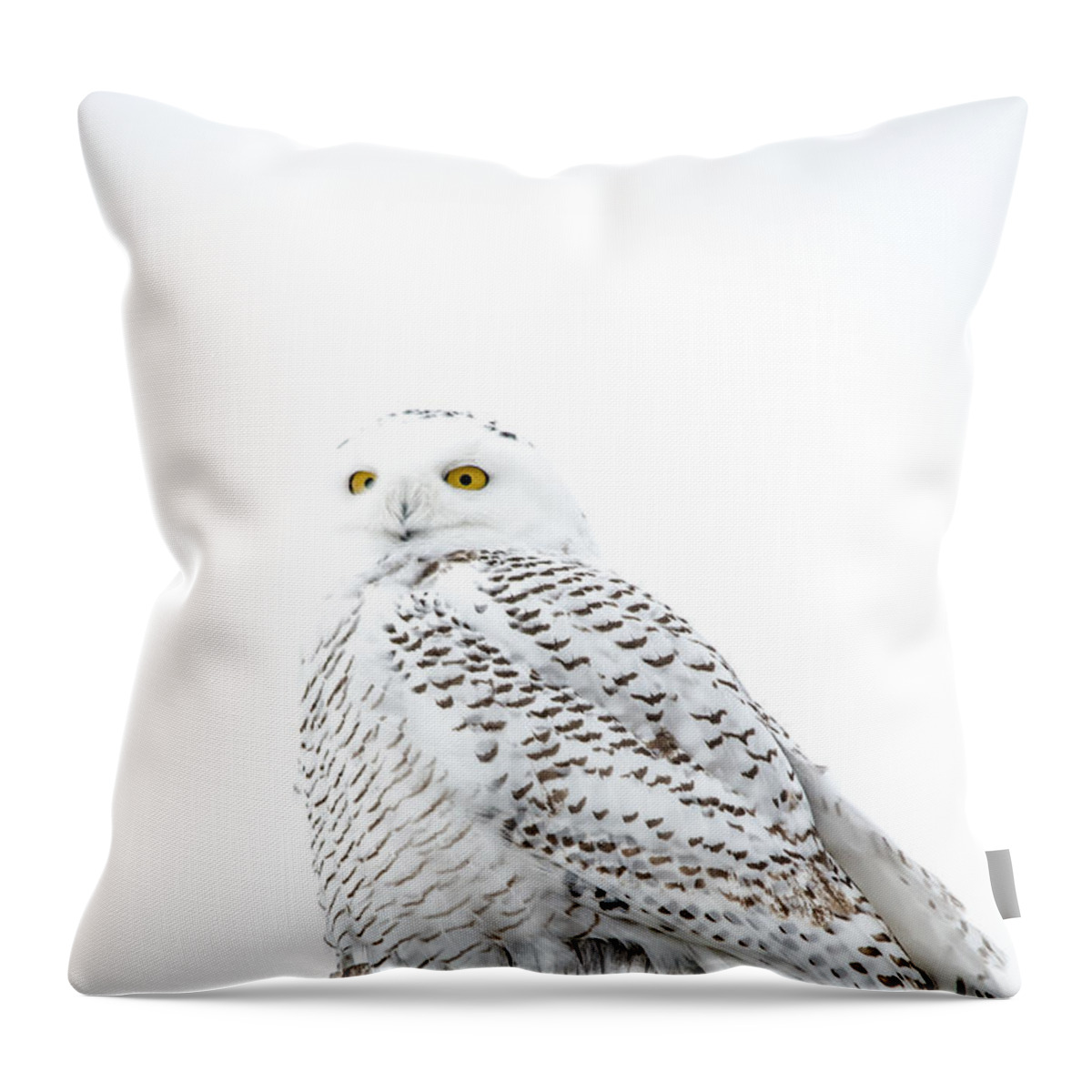 Field Throw Pillow featuring the photograph Portrait Style Snowy by Cheryl Baxter