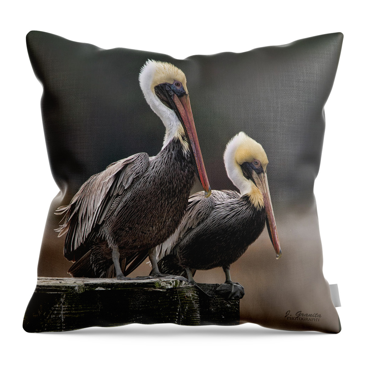 Brown Pelicans Throw Pillow featuring the photograph Posin' Pelicans by Joe Granita
