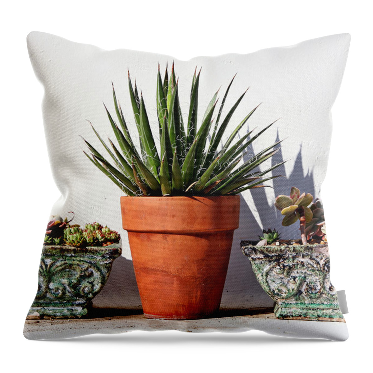 Kate Mckenna Throw Pillow featuring the photograph Potted Succulents by Kate McKenna