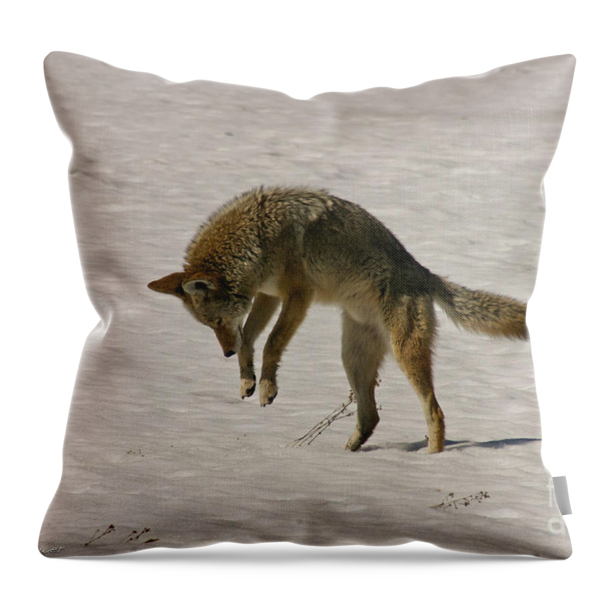 Pouncing Throw Pillow featuring the photograph Pouncing Coyote by Mitch Shindelbower