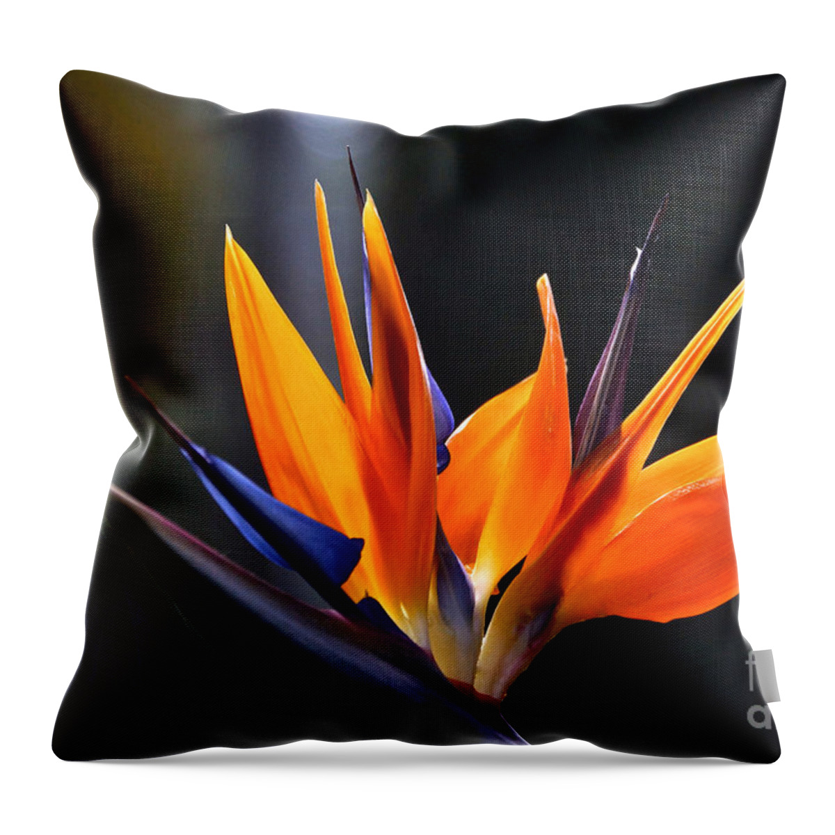 Bird-of-paradise Flower Throw Pillow featuring the photograph Power Flower by Byron Varvarigos
