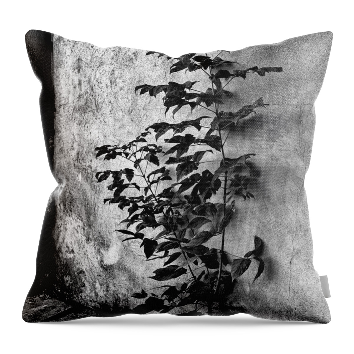 Power Of Nature Throw Pillow featuring the photograph Power of Nature by Tomasz Dziubinski