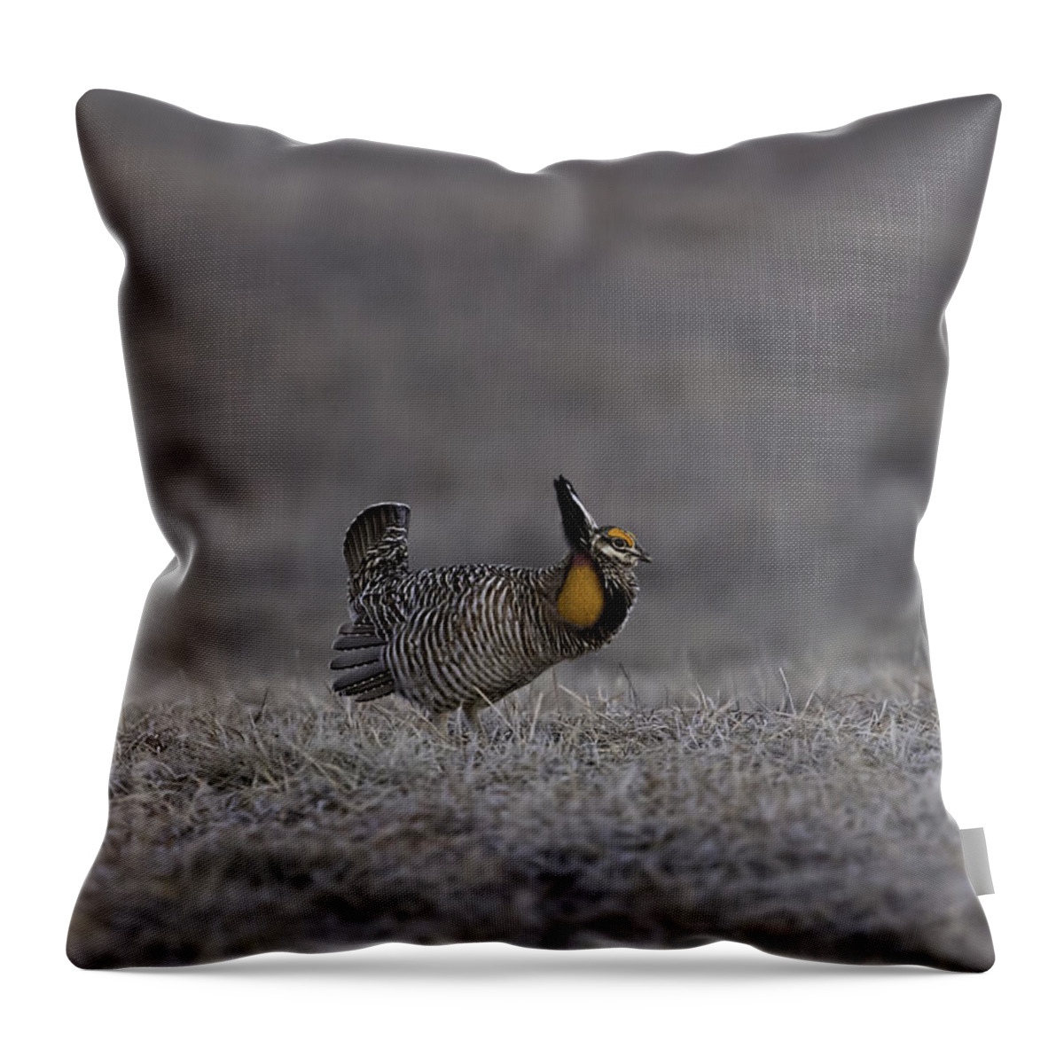 Wisconsin's Prairie Chicken Throw Pillow featuring the photograph Prairie Chicken 2013-7 by Thomas Young