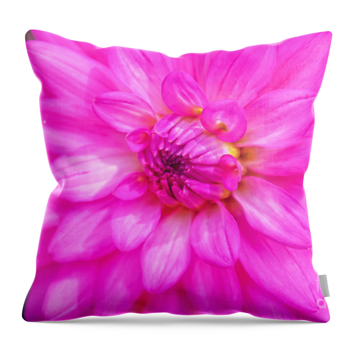 Peggy Franz Flowers Throw Pillow featuring the photograph Pretty In Pink Dahlia by Peggy Franz