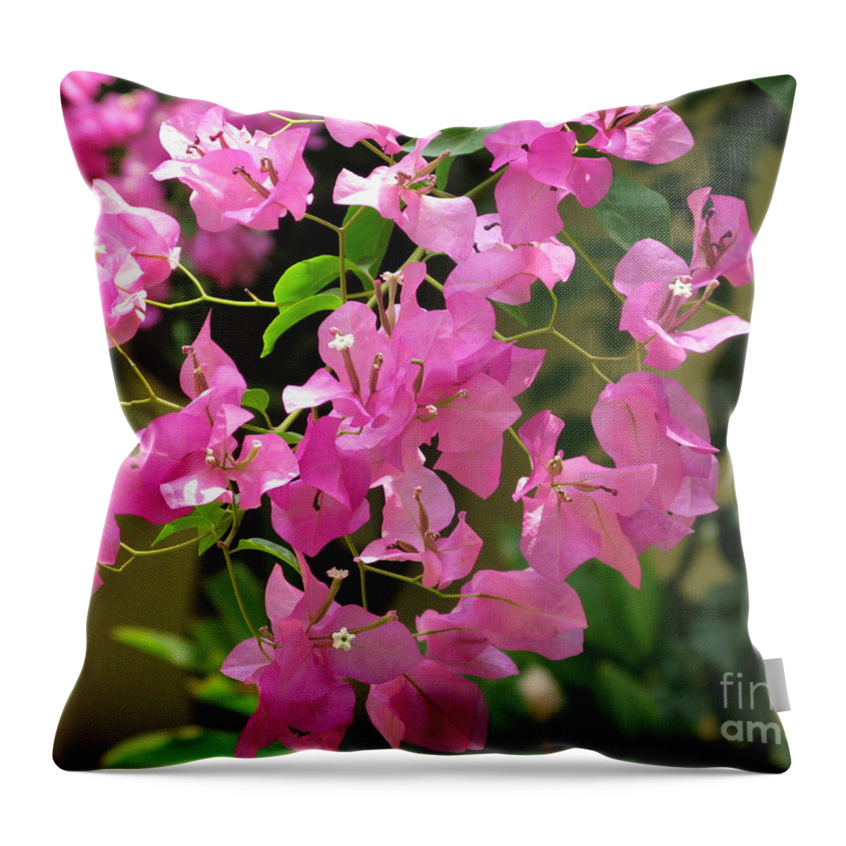 Bougainvillea Throw Pillow featuring the photograph Pretty in Pink by Mini Arora