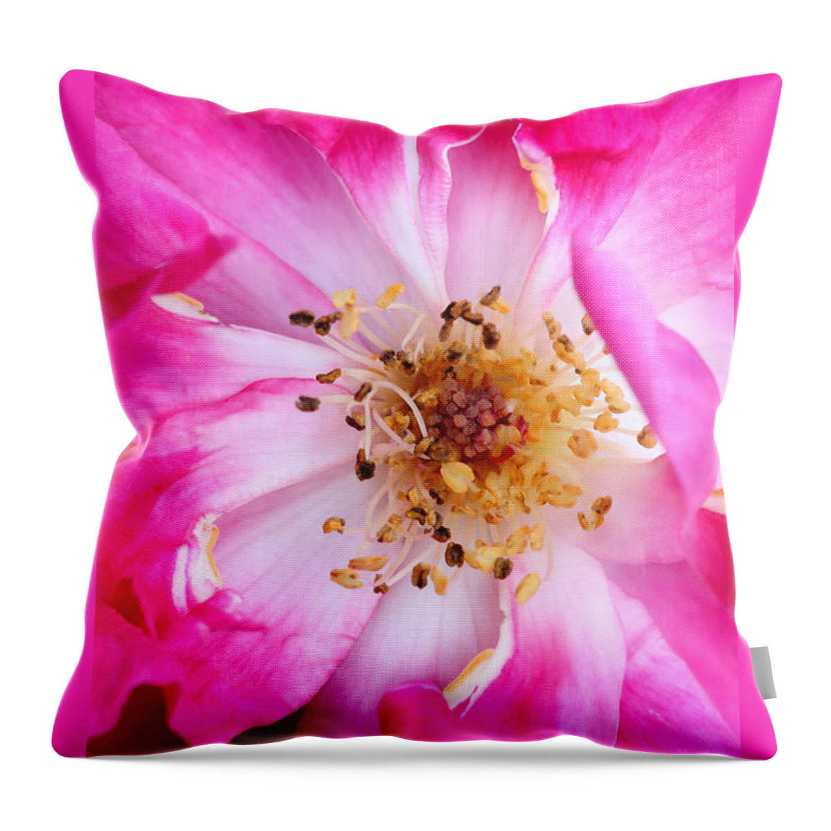 Macro Throw Pillow featuring the photograph Pretty in Pink Rose Close Up by Sabrina L Ryan