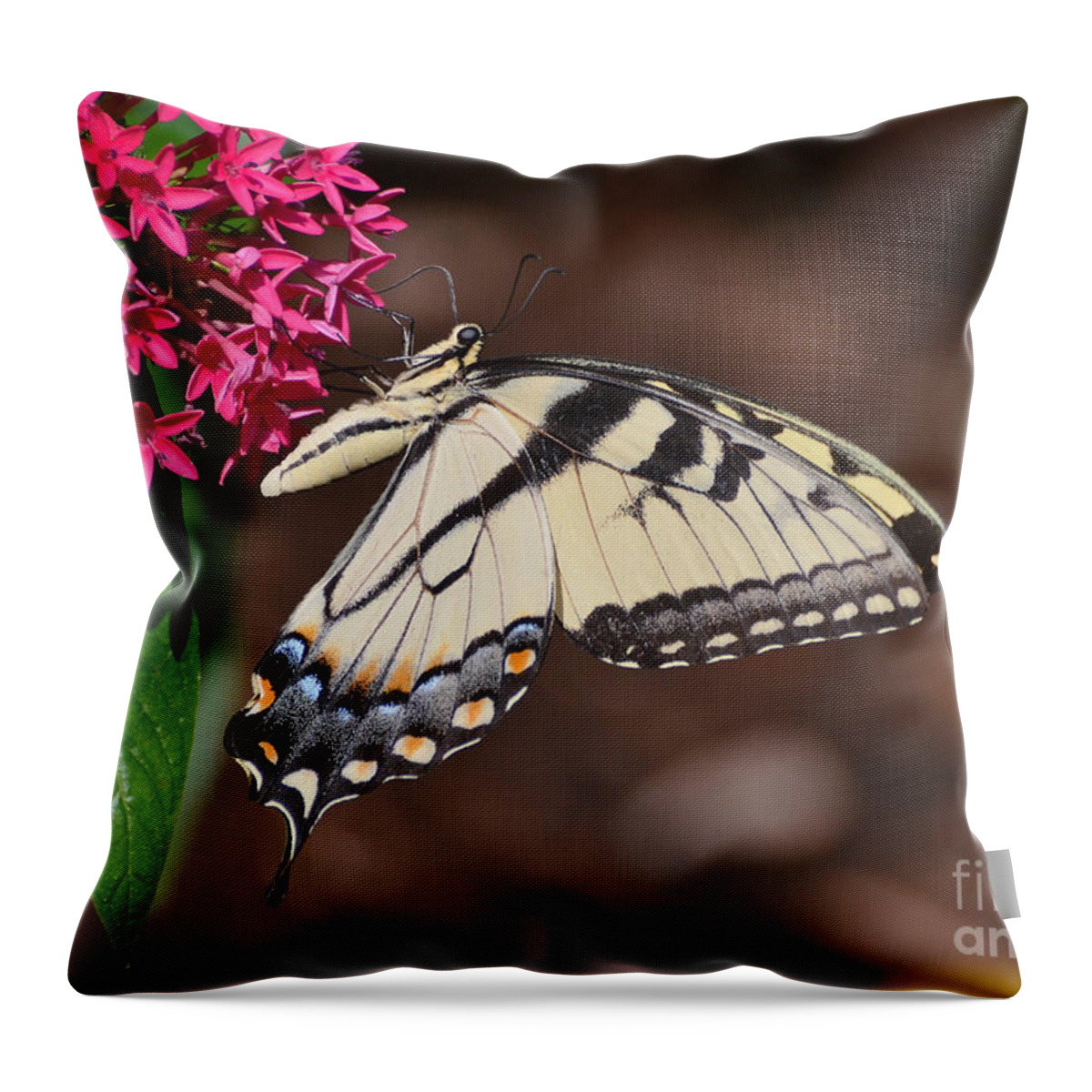Butterfly Throw Pillow featuring the photograph Pretty Swallowtail On Pentas by Kathy Baccari