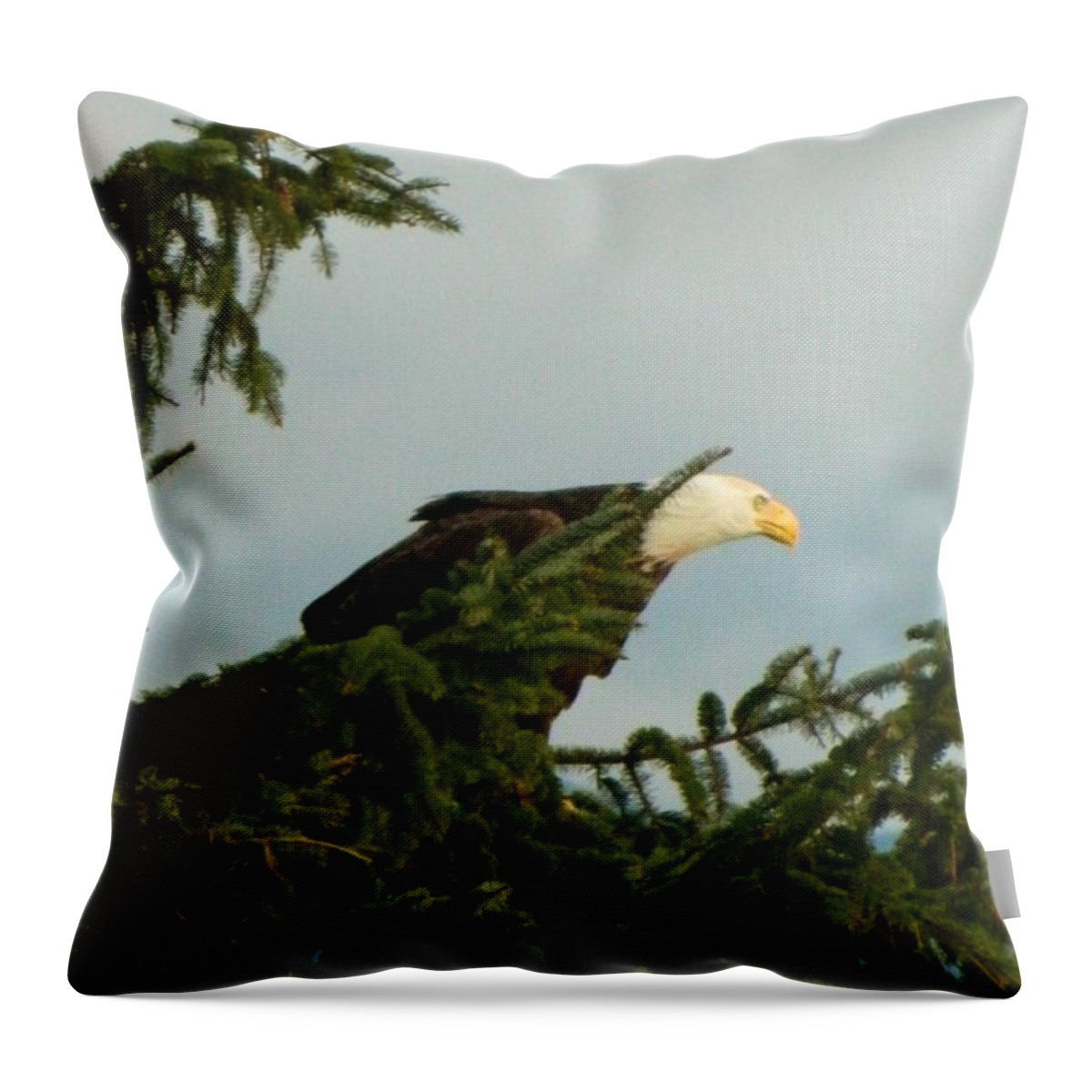 Eagle Throw Pillow featuring the photograph Prey Spotted by Gallery Of Hope 