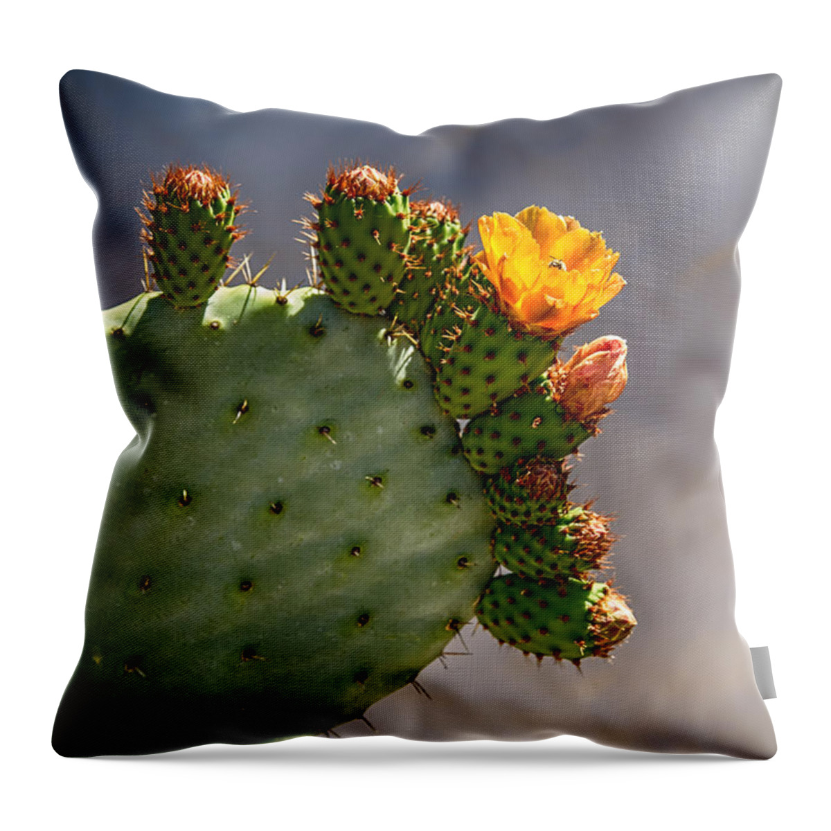 Cactus Throw Pillow featuring the photograph Prickly Pear Cactus Flower by John Haldane