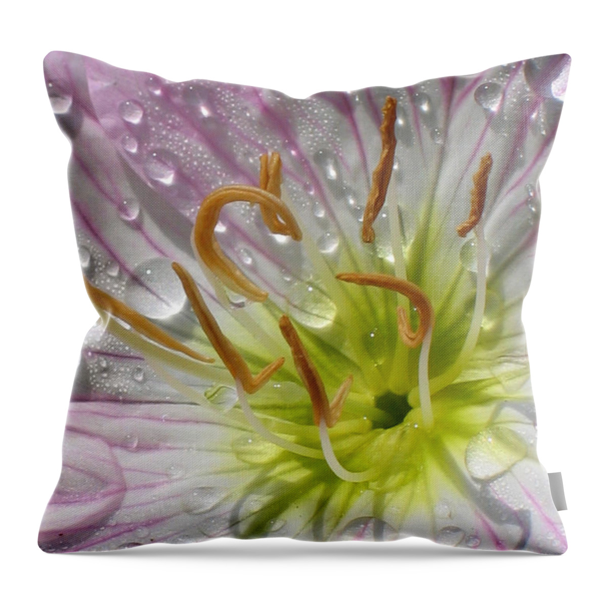 Primrose Throw Pillow featuring the photograph Primrose by Jennifer Wheatley Wolf