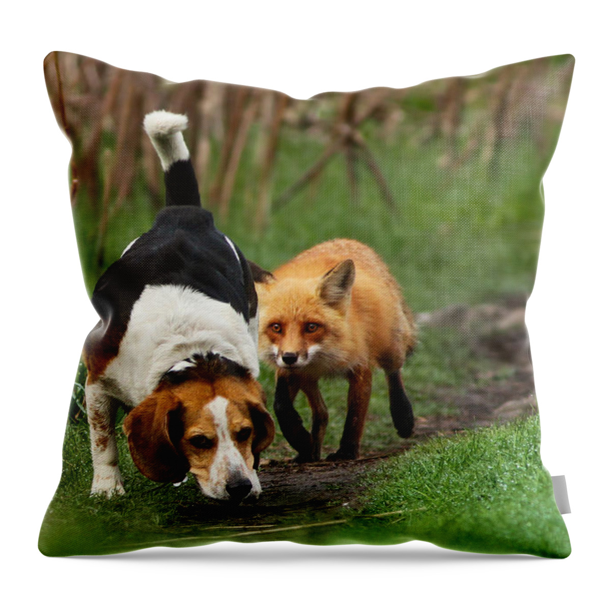 Animals Throw Pillow featuring the photograph Probably the World's Worst Hunting Dog by Mircea Costina Photography