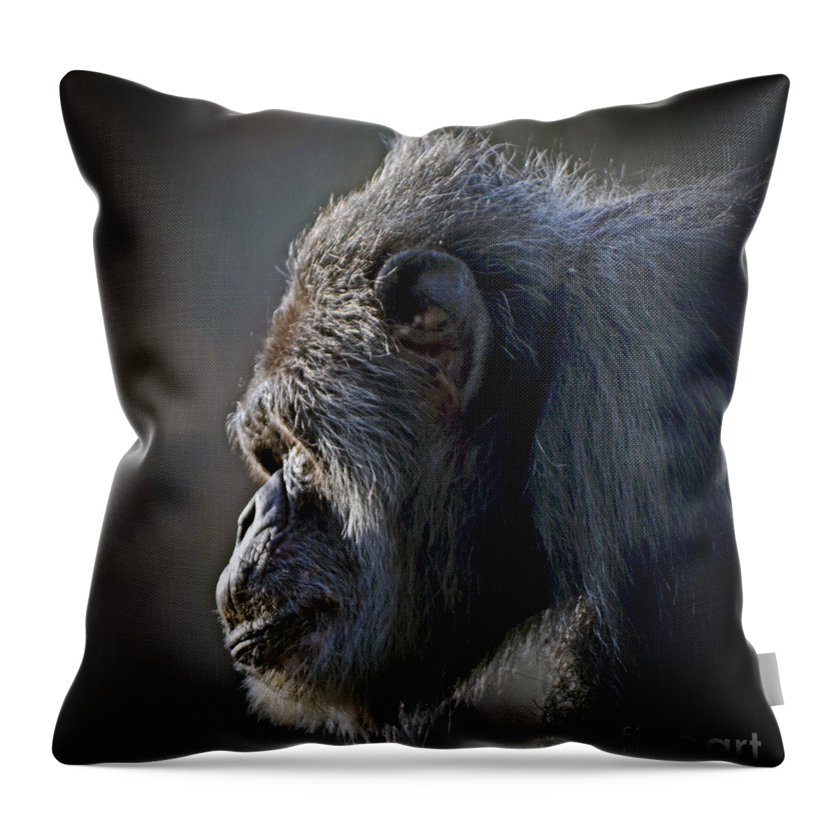 Portrait Of An Elderly Chimp Throw Pillow featuring the photograph Profile Portrait of an Elderly Chimp by Jim Fitzpatrick