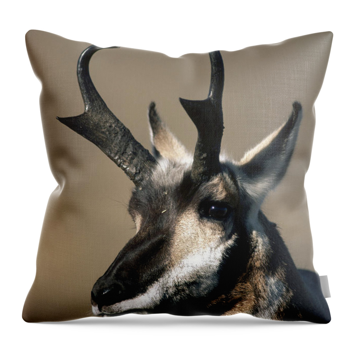 Feb0514 Throw Pillow featuring the photograph Pronghorn Antelope In The Fall Montana by Michael Quinton
