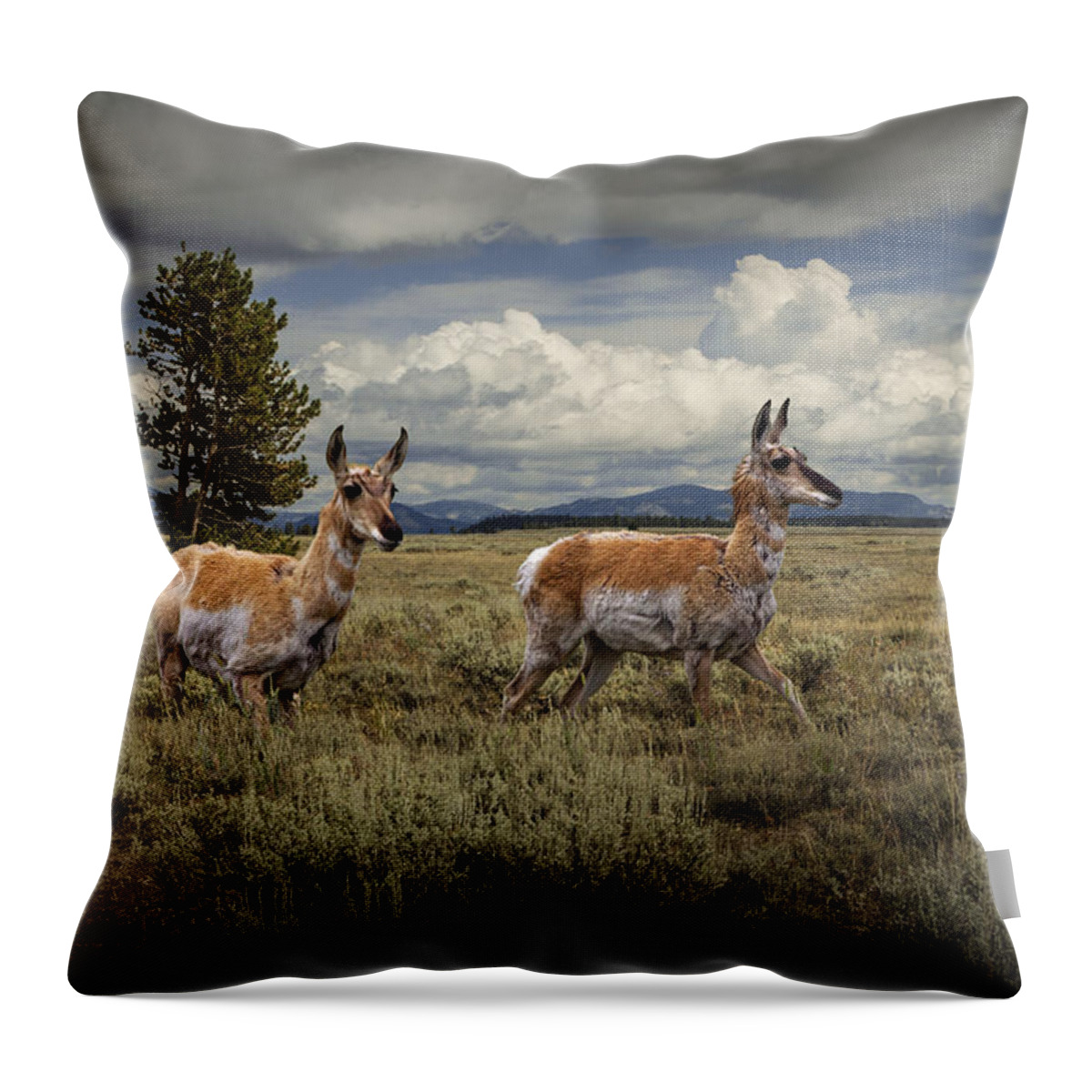Antelope Throw Pillow featuring the photograph Pronghorn Antelopes by Randall Nyhof