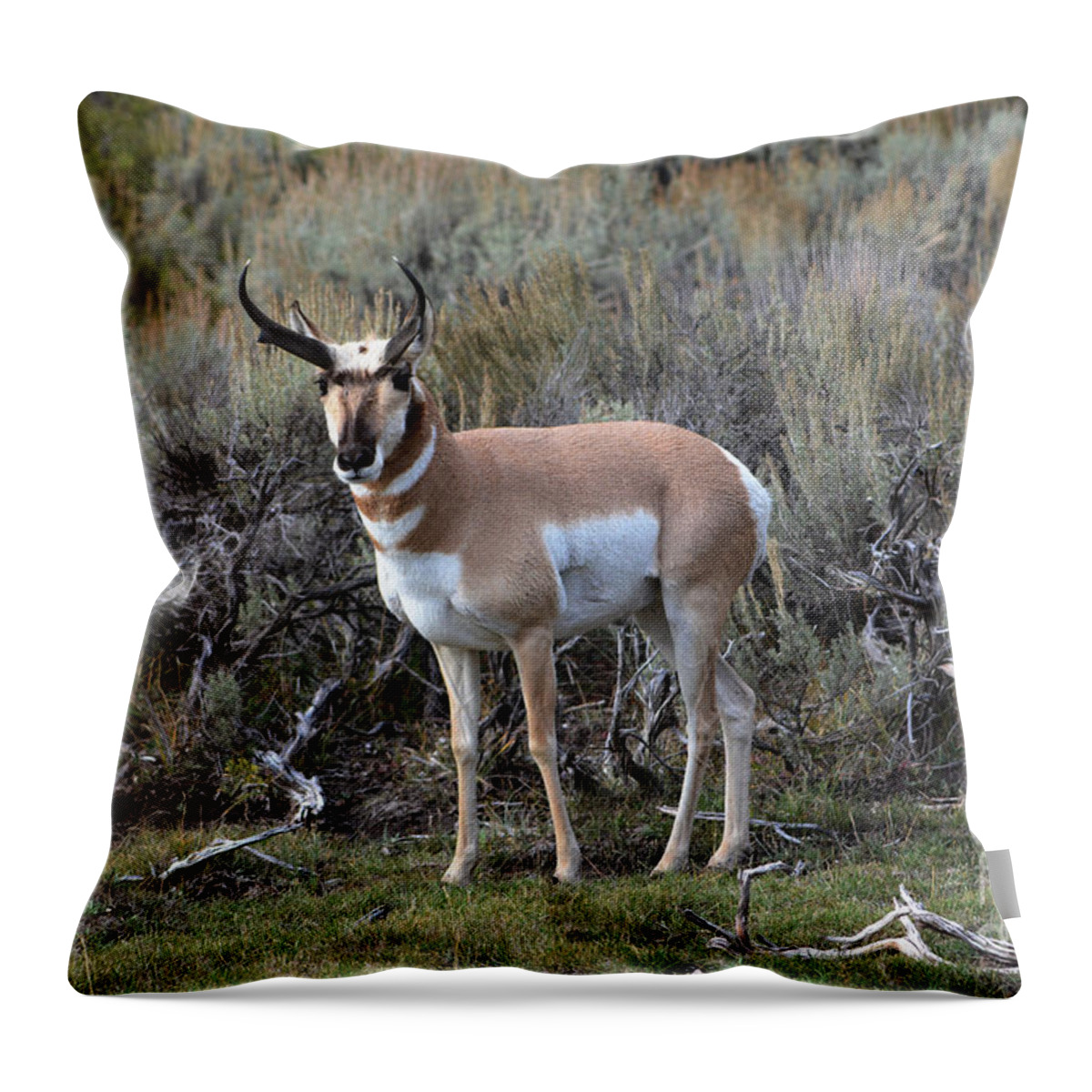 Pronghorn Throw Pillow featuring the photograph Pronghorn by John Greco