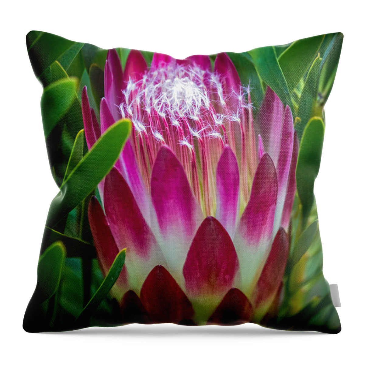 Botanical Garden Throw Pillow featuring the photograph Protea in Pink by Kate Brown