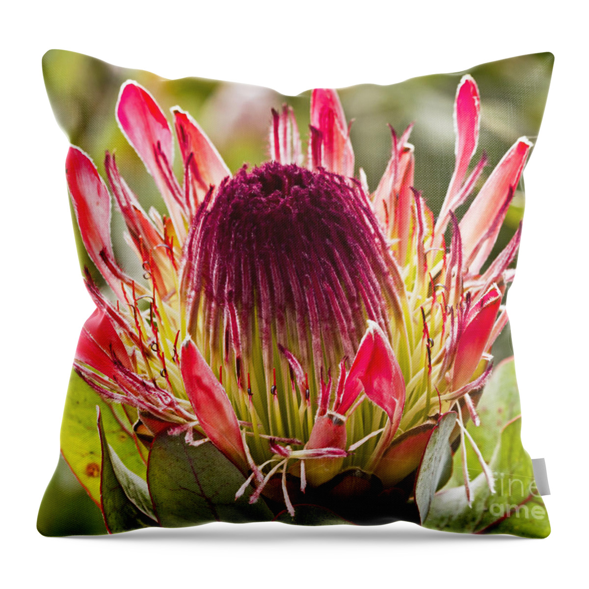 Kate Brown Throw Pillow featuring the photograph Protea Sugarbush by Kate Brown