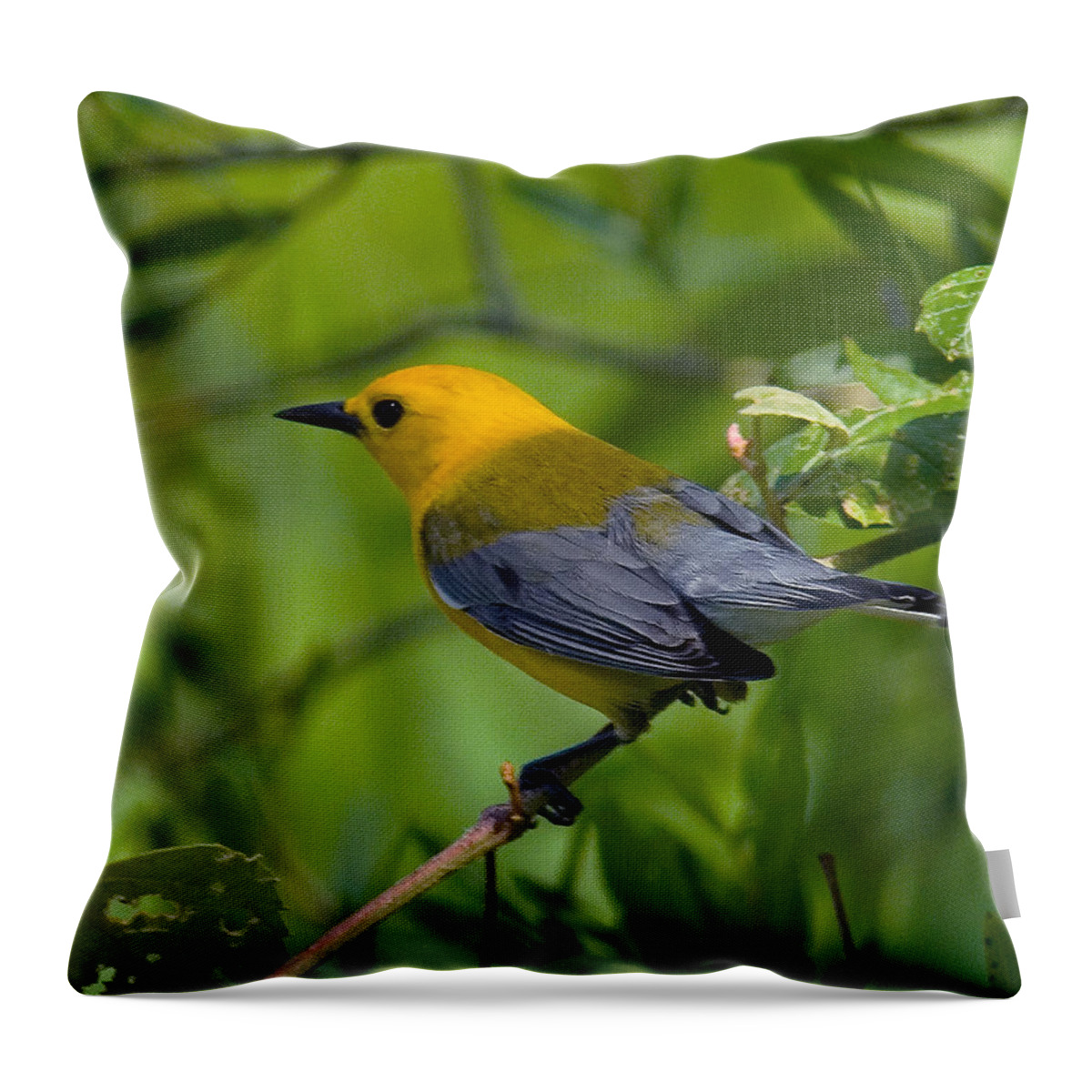 Nature Throw Pillow featuring the photograph Prothonotary Warble DSB071 by Gerry Gantt