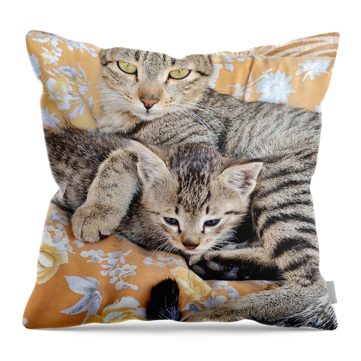 Cat Throw Pillow featuring the photograph Proud Mother Cat and Her Kitten by Kim Bemis