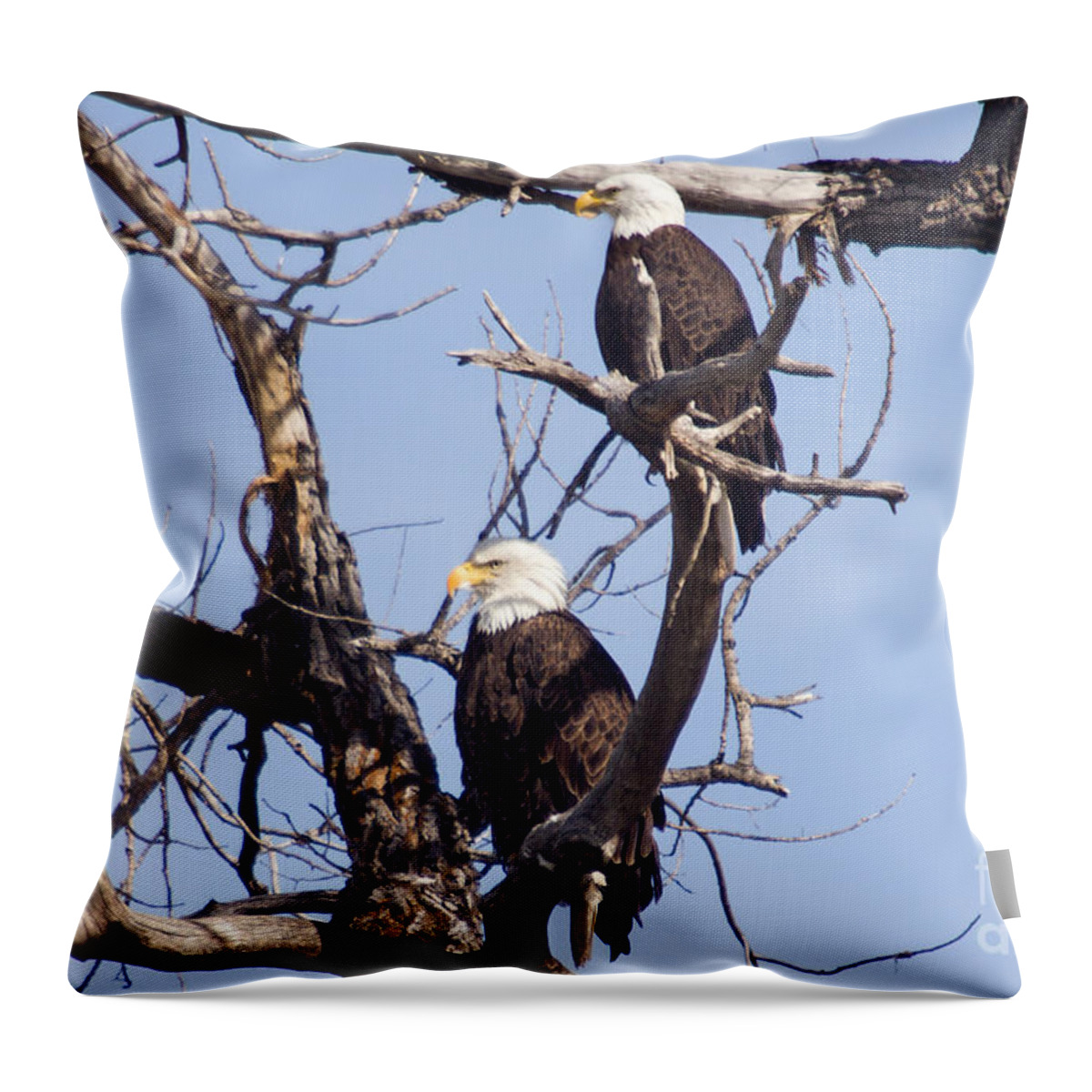 Colorado Throw Pillow featuring the photograph Proud Pair by Bob Hislop