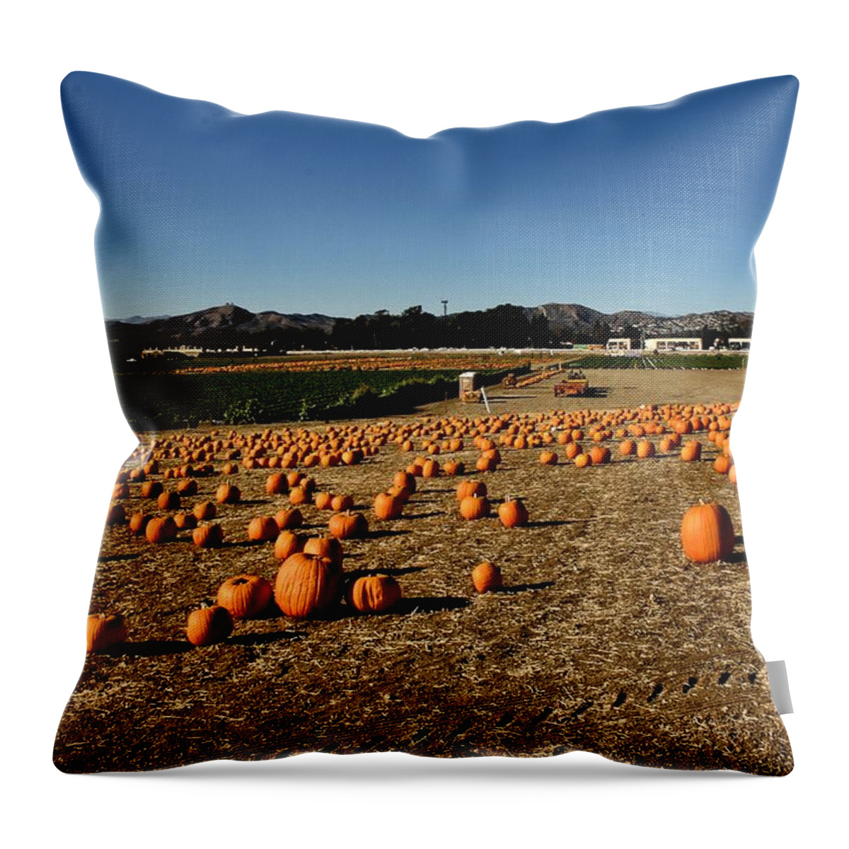 Pumpkins Throw Pillow featuring the photograph Pumpkin Field by Michael Gordon