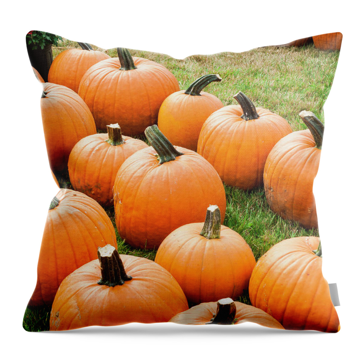 In A Row Throw Pillow featuring the photograph Pumpkins For Sale At A Farmers Market by Antonio M. Rosario